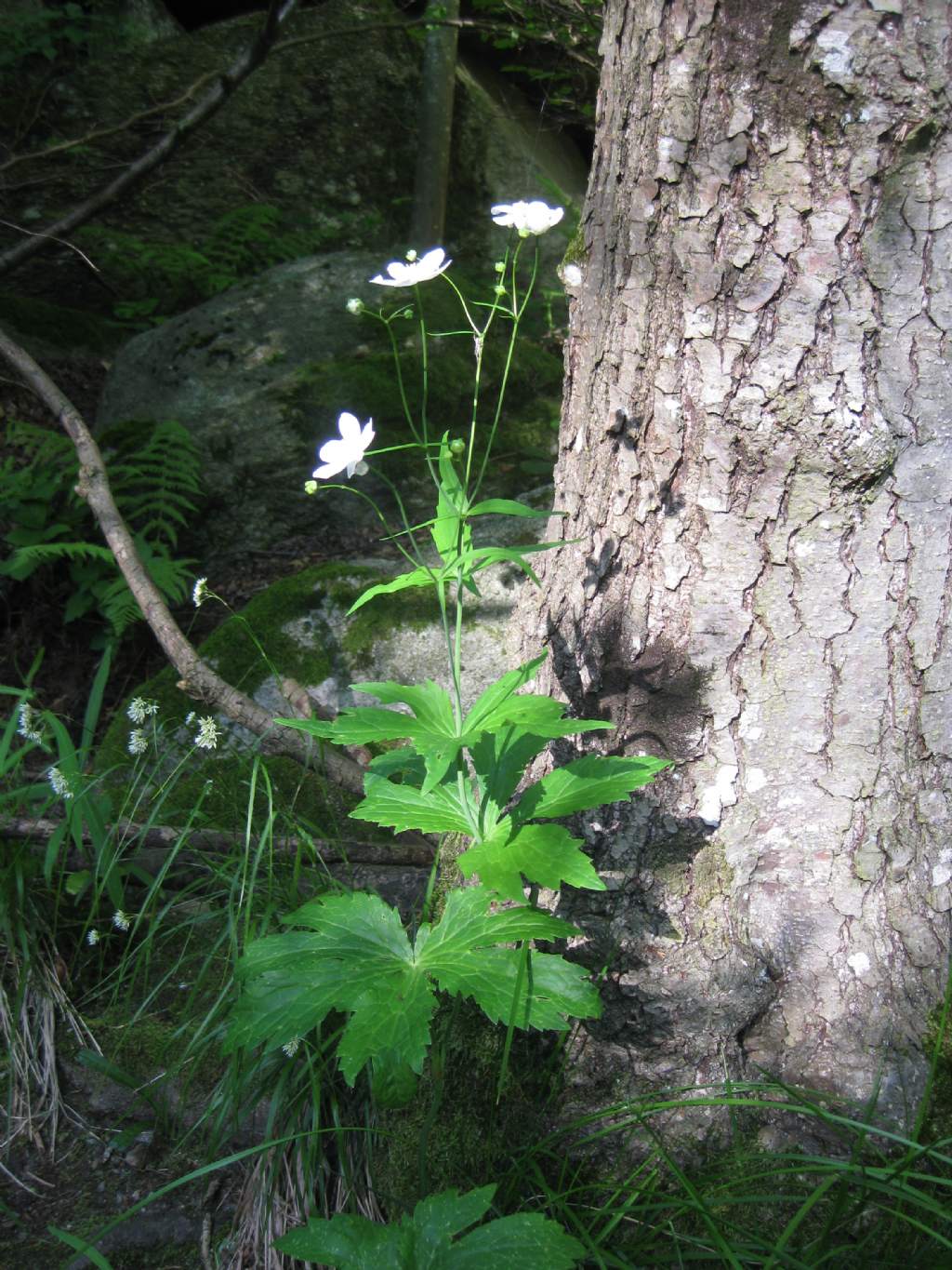 Ranunculus platanifolius